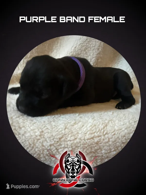 Purple Band  – Cane Corso puppy for sale in Bradford, AR