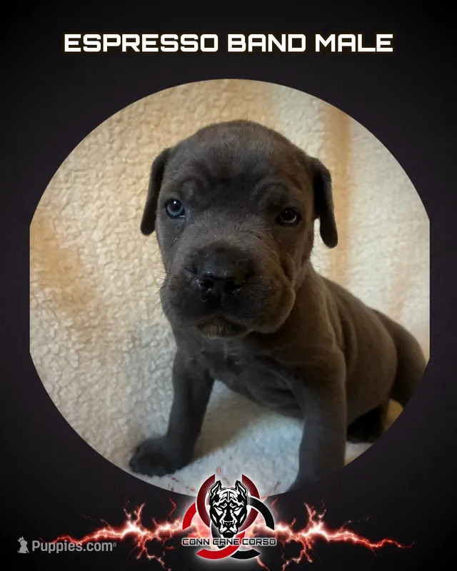 Espresso Band – Cane Corso puppy for sale in Bradford, AR