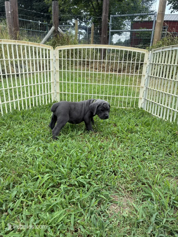 Lime band – Cane Corso puppy for sale in Bradford, AR