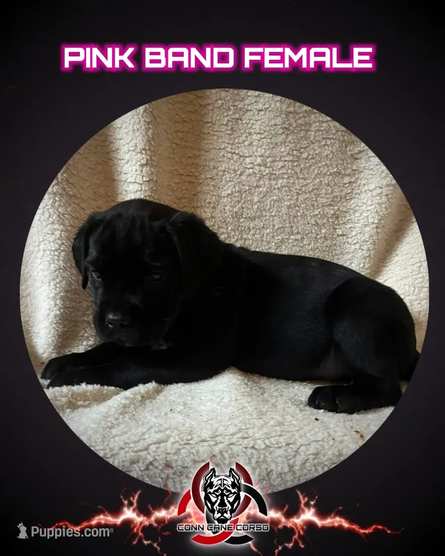 Pink Band  – Cane Corso puppy for sale in Bradford, AR