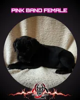 Pink Band , a female Cane Corso for sale in Bradford, AR – 1 of 4