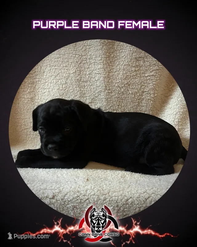 Purple Band  – Cane Corso puppy for sale in Bradford, AR