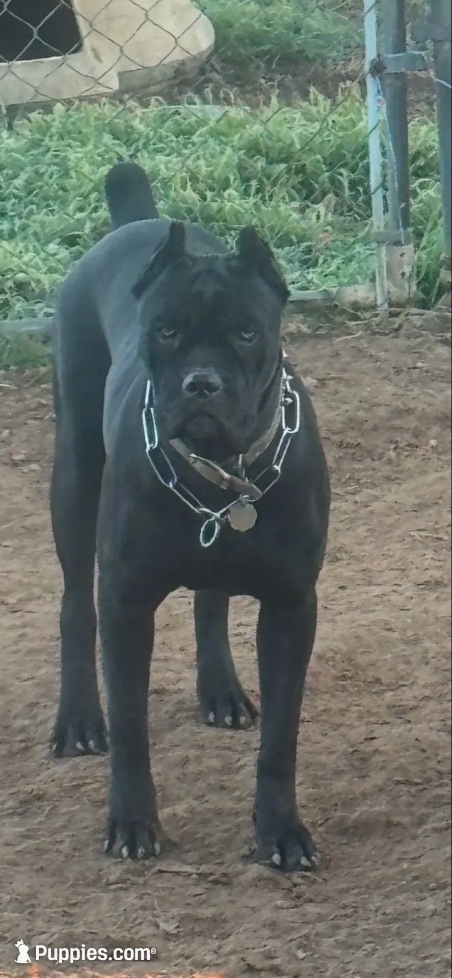 Purple Band , a female Cane Corso for sale in Bradford, AR – 4 of 5