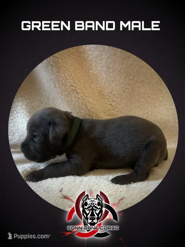 Green Band  – Cane Corso puppy for sale in Bradford, AR