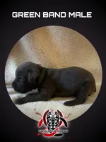 Green Band , a male Cane Corso for sale in Bradford, AR – 1 of 5
