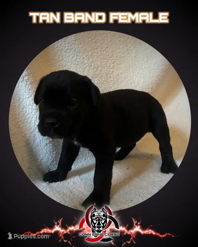 Tan Band  – Cane Corso puppy for sale in Bradford, AR