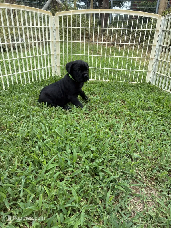 Mint Band – Cane Corso puppy for sale in Bradford, AR