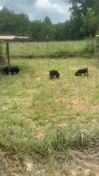 Black Band , a female Cane Corso for sale in Bradford, AR – 8 of 8