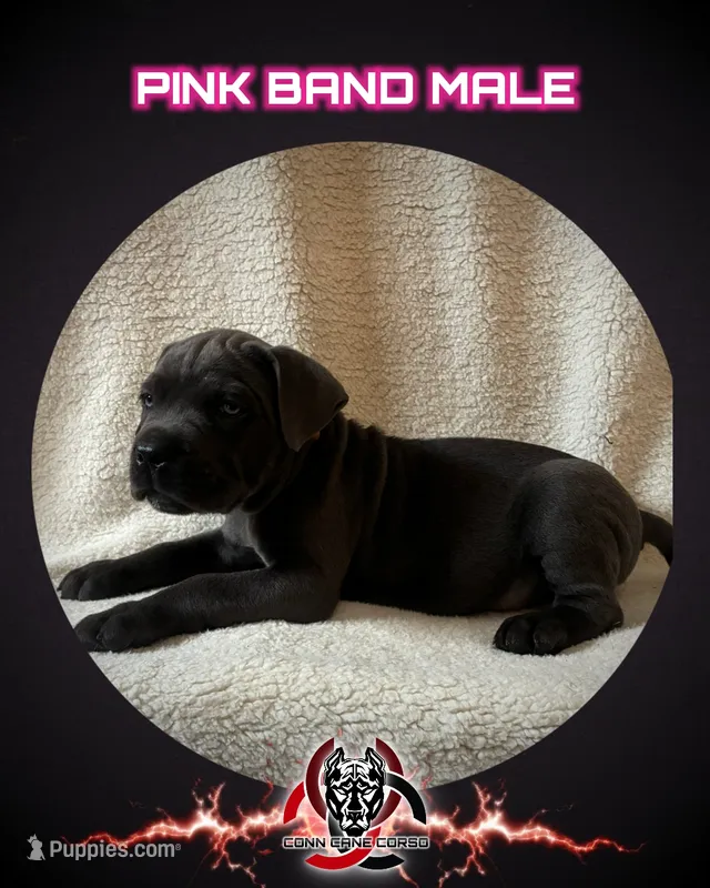 Pink Band  – Cane Corso puppy for sale in Bradford, AR