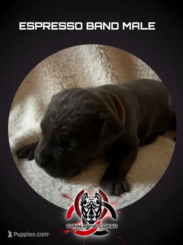 Espresso Band – Cane Corso puppy for sale in Bradford, AR