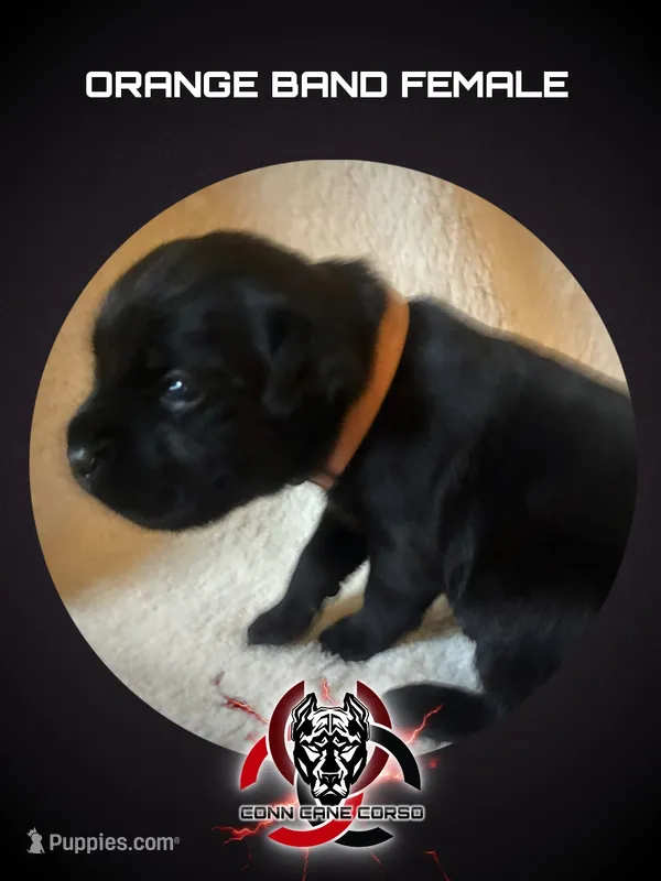 Orange Band – Cane Corso puppy for sale in Bradford, AR