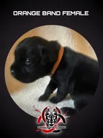 Orange Band, a female Cane Corso for sale in Bradford, AR – 1 of 5