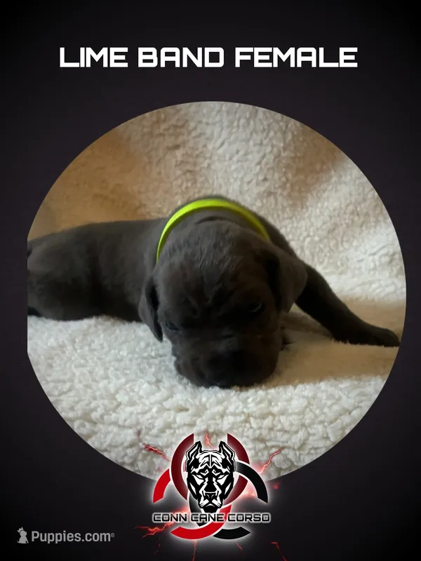 Lime band – Cane Corso puppy for sale in Bradford, AR