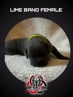 Lime band, a female Cane Corso for sale in Bradford, AR – 1 of 5
