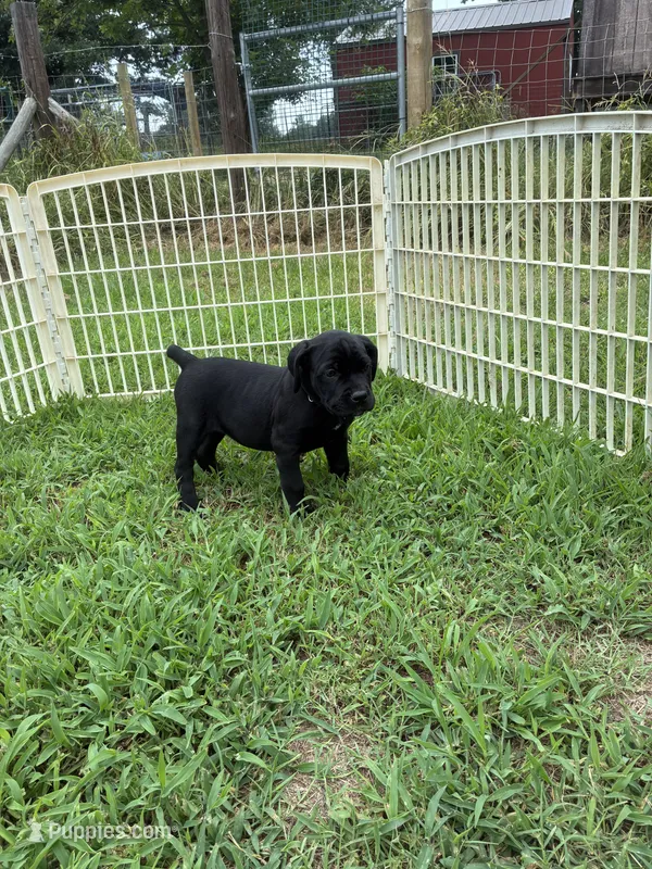 Black Band  – Cane Corso puppy for sale in Bradford, AR