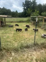 Tan Band , a female Cane Corso for sale in Bradford, AR – 5 of 7