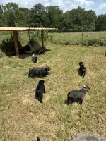 Black Band , a female Cane Corso for sale in Bradford, AR – 3 of 8