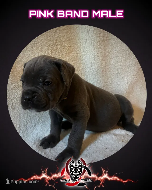 Pink Band  – Cane Corso puppy for sale in Bradford, AR