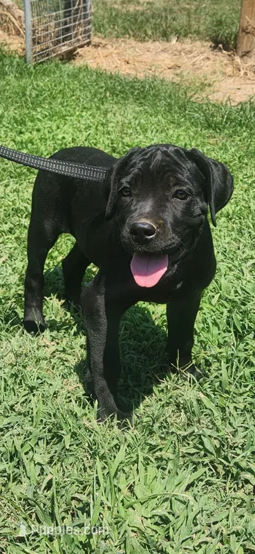 Black Band  – Cane Corso puppy for sale in Bradford, AR