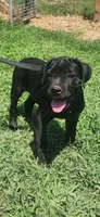 Black Band , a female Cane Corso for sale in Bradford, AR – 1 of 8