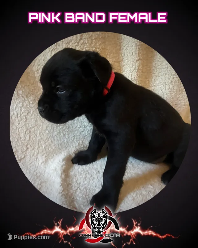 Hot Pink Band  – Cane Corso puppy for sale in Bradford, AR