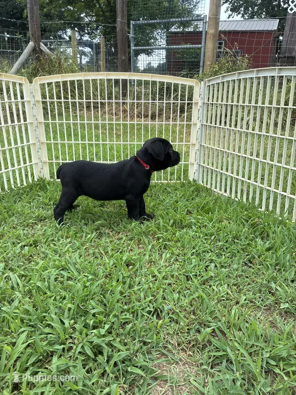 Red Band – Cane Corso puppy for sale in Bradford, AR