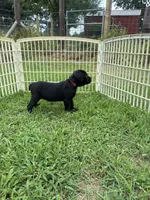 Red Band, a female Cane Corso for sale in Bradford, AR – 1 of 7