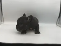 Django , a male French Bulldog for sale in Kansas City, MO – 2 of 3