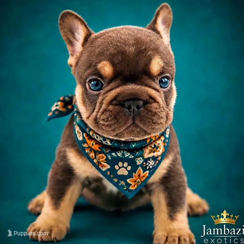 Chanel – French Bulldog puppy for sale in Kansas City, MO