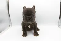 Django , a male French Bulldog for sale in Kansas City, MO – 3 of 3