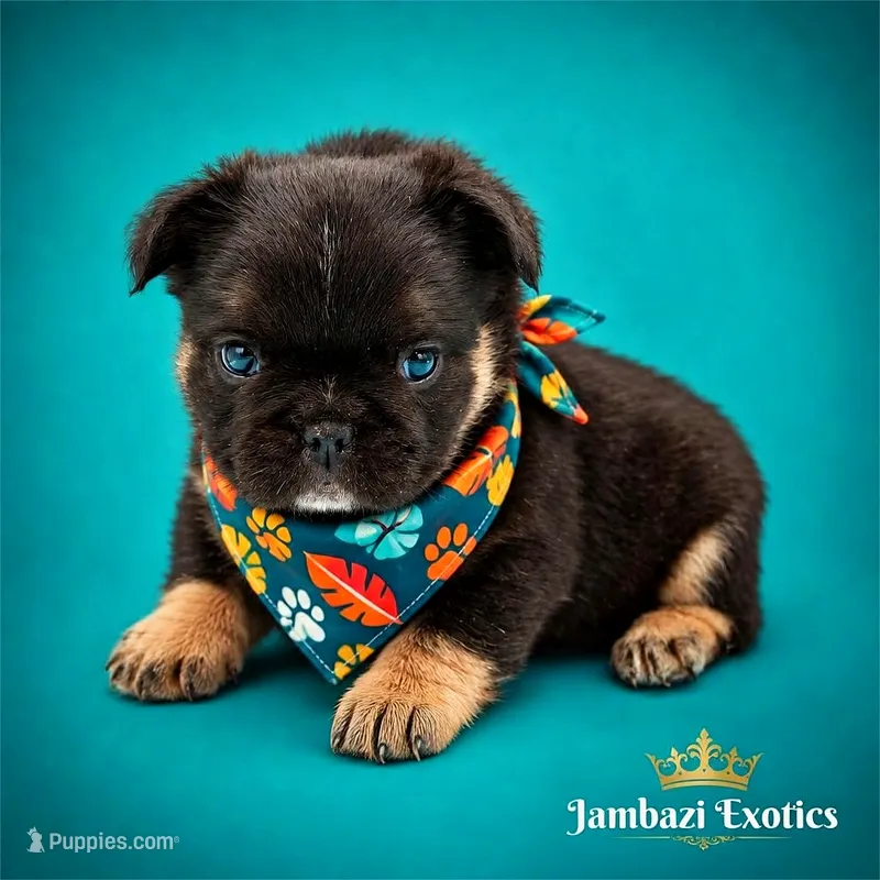 Brutus  – French Bulldog puppy for sale in Kansas City, MO