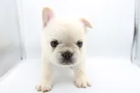 Kilo, a male French Bulldog for sale in Kansas City, MO – 2 of 5