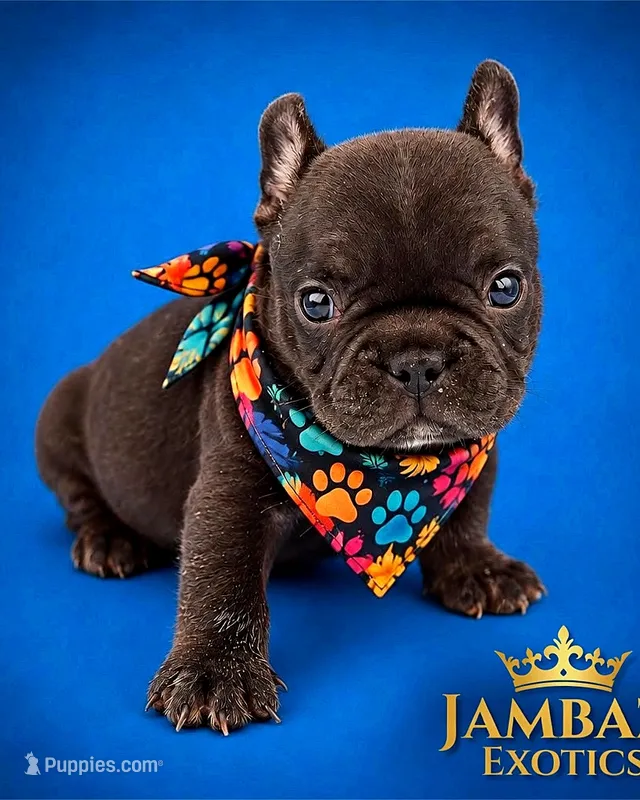 Django  – French Bulldog puppy for sale in Kansas City, MO