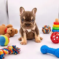 Chanel, a female French Bulldog for sale in Kansas City, MO – 1 of 2