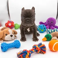 Django , a male French Bulldog for sale in Kansas City, MO – 1 of 3