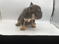 Chanel, a female French Bulldog for sale in Kansas City, MO – 2 of 2