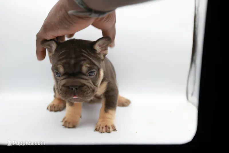Chanel – French Bulldog puppy for sale in Kansas City, MO