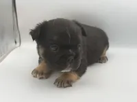 Brutus , a male French Bulldog for sale in Kansas City, MO – 3 of 3