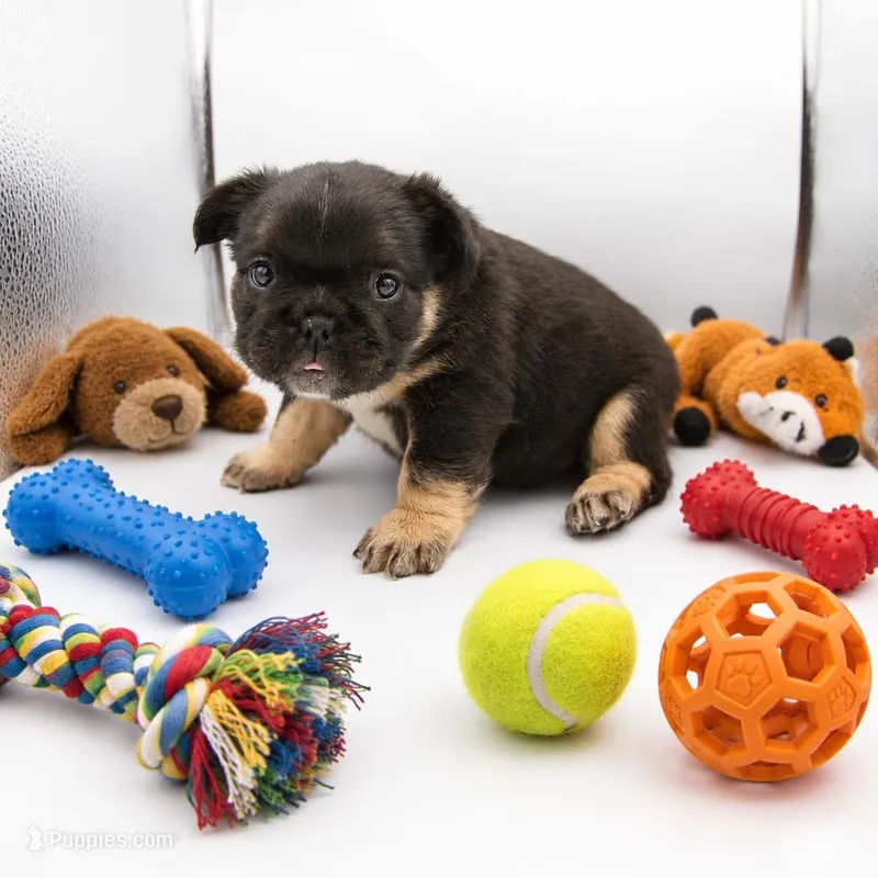 Brutus  – French Bulldog puppy for sale in Kansas City, MO
