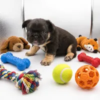 Brutus , a male French Bulldog for sale in Kansas City, MO – 1 of 3