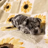 Pepper, a male French Bulldog and Frenchton for sale in Xenia, OH – Photo 5 of 6