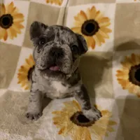 Pepper, a male French Bulldog and Frenchton for sale in Xenia, OH – Photo 3 of 6