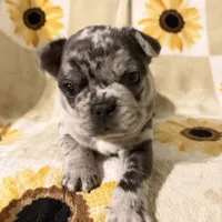 Pepper, a male French Bulldog and Frenchton for sale in Xenia, OH – Photo 2 of 6