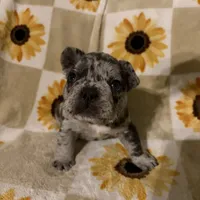 Pepper, a male French Bulldog and Frenchton for sale in Xenia, OH – Photo 6 of 6