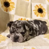 Pepper, a male French Bulldog and Frenchton for sale in Xenia, OH – Photo 4 of 6