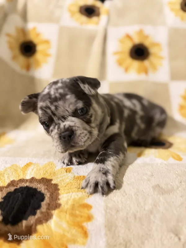 Pepper – French Bulldog, Frenchton puppy for sale in Xenia, OH