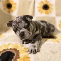 Pepper, a male French Bulldog and Frenchton for sale in Xenia, OH – Photo 1 of 6