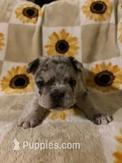 Brisket – French Bulldog, Frenchton puppy for sale in Xenia, OH
