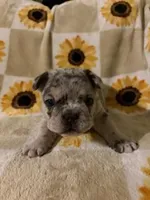 Brisket, a male French Bulldog and Frenchton for sale in Xenia, OH – Photo 1 of 2