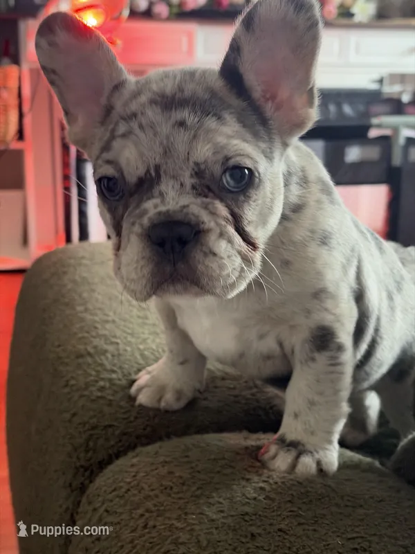Brisket – French Bulldog, Frenchton puppy for sale in Xenia, OH